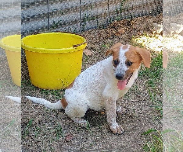 Medium Photo #2 Red Heeler-Unknown Mix Puppy For Sale in The Woodlands, TX, USA