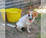 Small #1 Red Heeler Mix