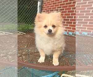 Pomeranian Puppy for sale in DAWSONVILLE, GA, USA