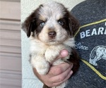 Puppy Puppy 3 Australian Shepherd