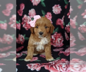 Goldendoodle Puppy for sale in KIRKWOOD, PA, USA