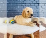 Small #9 Golden Retriever