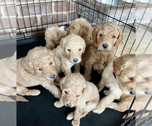 Goldendoodle Puppy for sale in MOUNT STERLING, KY, USA