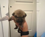 Small American Pit Bull Terrier-German Shepherd Dog Mix