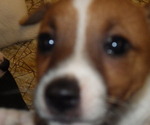 Small Photo #7 Jack Russell Terrier Puppy For Sale in CINCINNATI, OH, USA