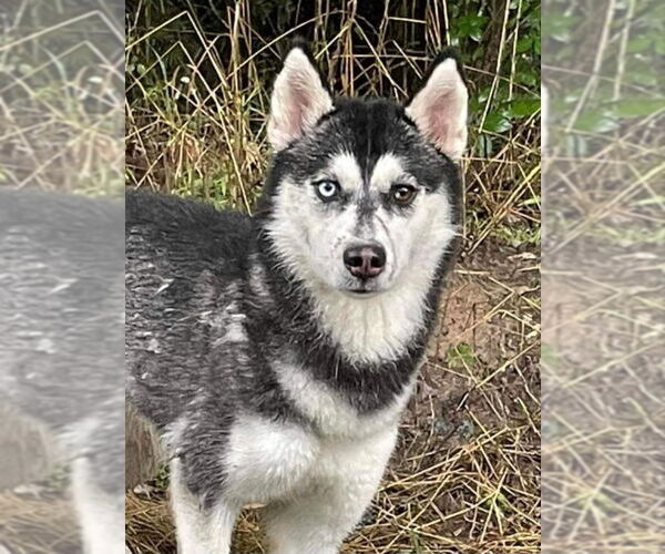 Medium Photo #8 Siberian Husky Puppy For Sale in Severn, MD, USA