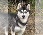Small #7 Siberian Husky