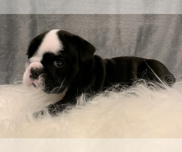 Medium Photo #17 Bulldog Puppy For Sale in JACKSONVILLE, FL, USA