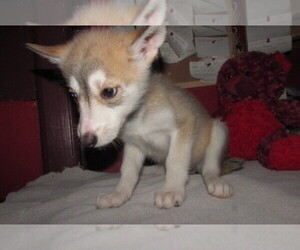 Wolf Hybrid Puppy for sale in BECKLEY, WV, USA