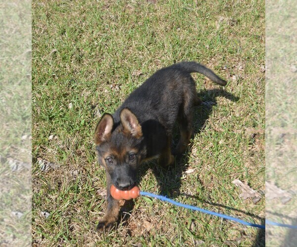 Medium Photo #2 German Shepherd Dog Puppy For Sale in POWDER SPRINGS, GA, USA