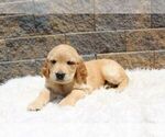 Small Photo #2 Golden Retriever Puppy For Sale in BLUE ASH, OH, USA