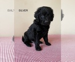 Small Photo #15 Golden Mountain Doodle  Puppy For Sale in FORT SMITH, AR, USA