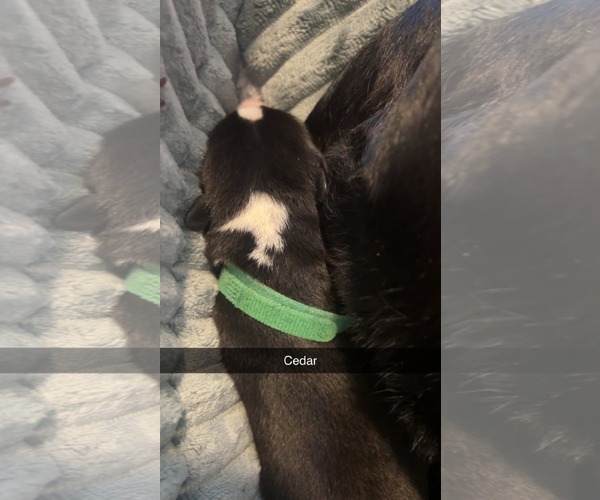 Medium Photo #2 American Pit Bull Terrier-Labrador Retriever Mix Puppy For Sale in Holly Springs, NC, USA