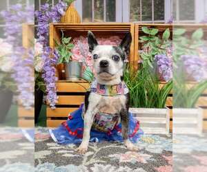 Boston Terrier Dogs for adoption in Huntington Beach, CA, USA