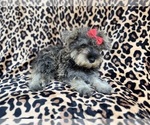 Small #1 Schnauzer (Miniature)