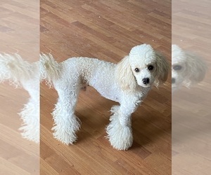 Father of the Miniature Bernedoodle puppies born on 04/15/2025