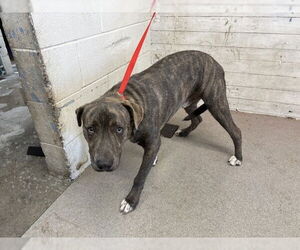 American Pit Bull Terrier Dogs for adoption in San Bernardino, CA, USA