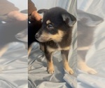 Small Photo #9 Pomsky-Shiba Inu Mix Puppy For Sale in NASHUA, NH, USA