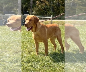 Father of the Labrador Retriever puppies born on 07/24/2026