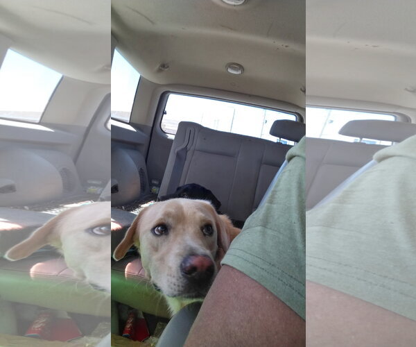 Medium Photo #9 Labrador Retriever-Unknown Mix Puppy For Sale in Orange Grove, TX, USA