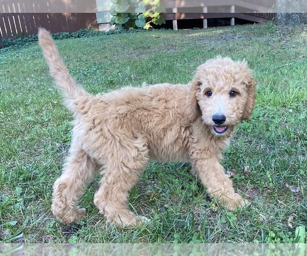 Medium Photo #1 Goldendoodle Puppy For Sale in CANON, GA, USA
