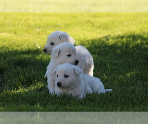 Swiss Shepherd Litter for sale in ELOY, AZ, USA