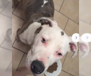 Mutt Dogs for adoption in Tracy, CA, USA