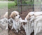 Puppy Harold Great Pyrenees