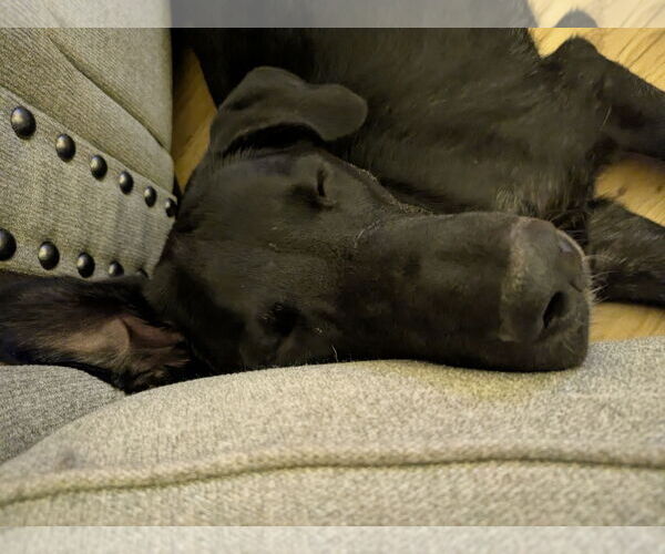 Medium Photo #13 Labrador Retriever-Unknown Mix Puppy For Sale in Sandy, UT, USA