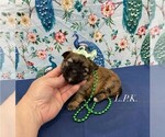 Small Mal-Shi