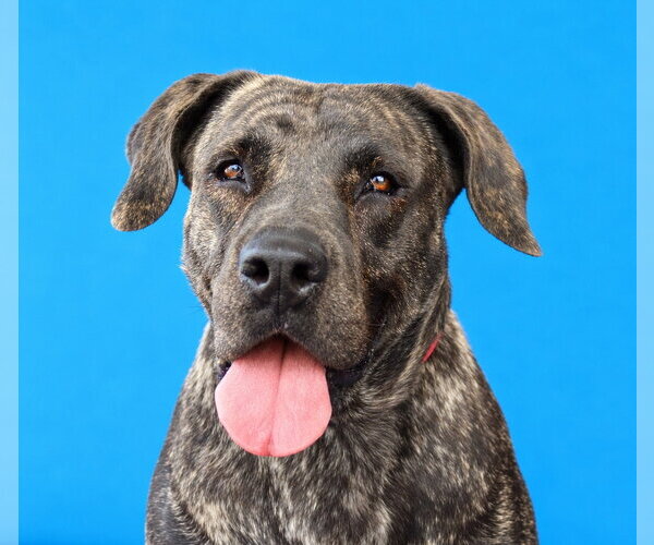 Medium Photo #1 Mastiff-Unknown Mix Puppy For Sale in Pasadena, CA, USA