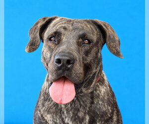 Mastiff-Unknown Mix Dogs for adoption in Pasadena, CA, USA