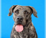 MELLY - Female Mastiff-Unknown Mix Dog for Adoption - Small photo