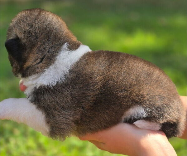 Medium Photo #4 Akita Puppy For Sale in STRAFFORD, MO, USA
