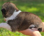 Small #3 Akita