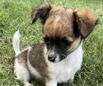 Small Photo #8 Chihuahua Puppy For Sale in NEVADA, TX, USA