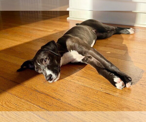 Medium Photo #13 Labrador Retriever-Unknown Mix Puppy For Sale in Plainfield, IL, USA