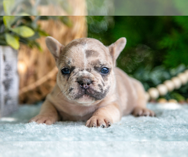 Medium Photo #2 French Bulldog Puppy For Sale in NAPPANEE, IN, USA