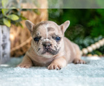Small #1 French Bulldog