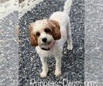 Small Photo #1 Cavapoo Puppy For Sale in NEWPORT, PA, USA