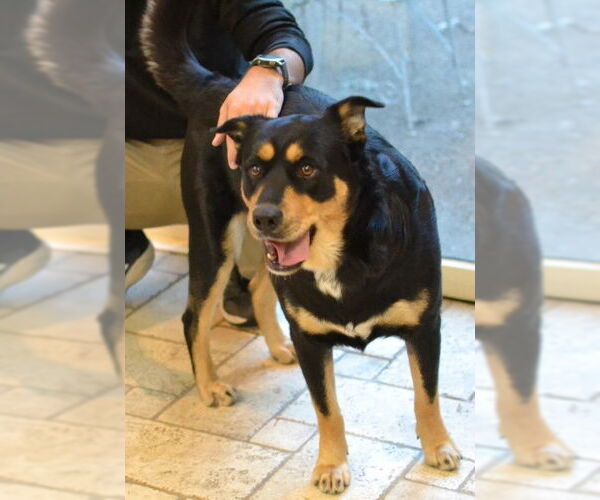 Medium Photo #4 Rottweiler-Unknown Mix Puppy For Sale in Germanton, TN, USA