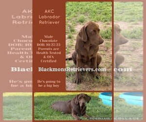 Labrador Retriever Puppy for sale in BROWNS VALLEY, CA, USA