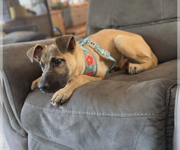 Medium Photo #7 Mutt Puppy For Sale in St. Louis Park, MN, USA