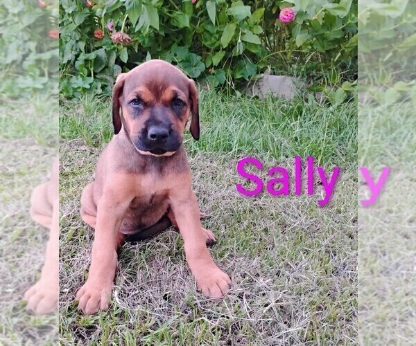 Medium Photo #2 Doberman Pinscher Puppy For Sale in BRANTLEY, AL, USA