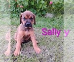 Small #1 Doberman Pinscher