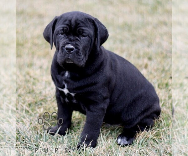 Medium Photo #3 Cane Corso Puppy For Sale in LANCASTER, PA, USA