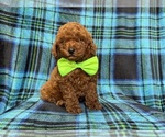 Small #6 Goldendoodle (Miniature)
