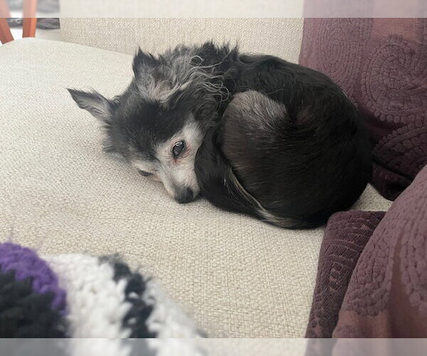 Medium Photo #2 Chihuahua-Unknown Mix Puppy For Sale in Holland, MI, USA