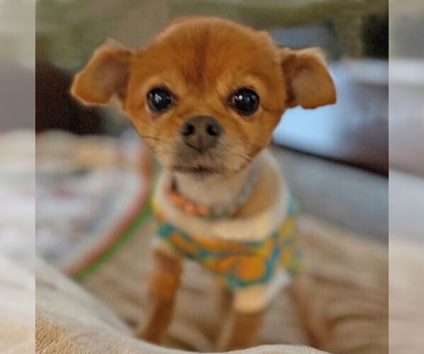 Medium Photo #11 Pomeranian-Unknown Mix Puppy For Sale in Arlington, VA, USA