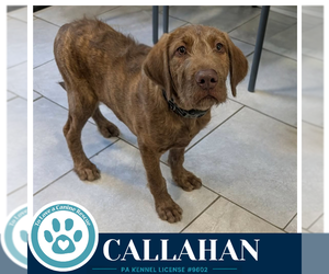 Plott Hound-Unknown Mix Dogs for adoption in Kimberton, PA, USA